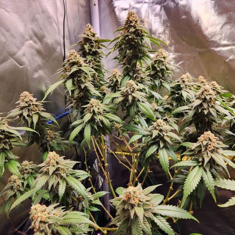 STECKLINGE: Cannalope Haze / Super Lemon Haze / Mr. Good Chem / AK 47 growlog timeline photo