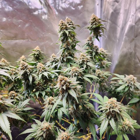 STECKLINGE: Cannalope Haze / Super Lemon Haze / Mr. Good Chem / AK 47 growlog timeline photo