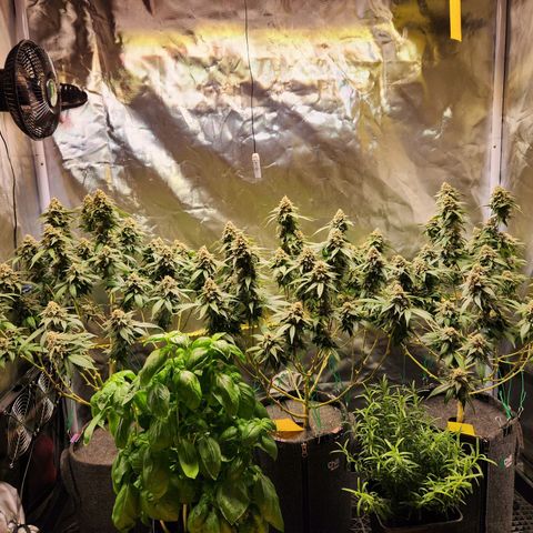 STECKLINGE: Cannalope Haze / Super Lemon Haze / Mr. Good Chem / AK 47 growlog timeline photo