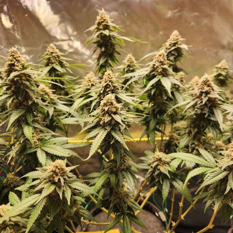 STECKLINGE: Cannalope Haze / Super Lemon Haze / Mr. Good Chem / AK 47 growlog timeline photo