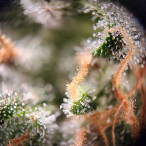 STECKLINGE: Cannalope Haze / Super Lemon Haze / Mr. Good Chem / AK 47 growlog timeline photo