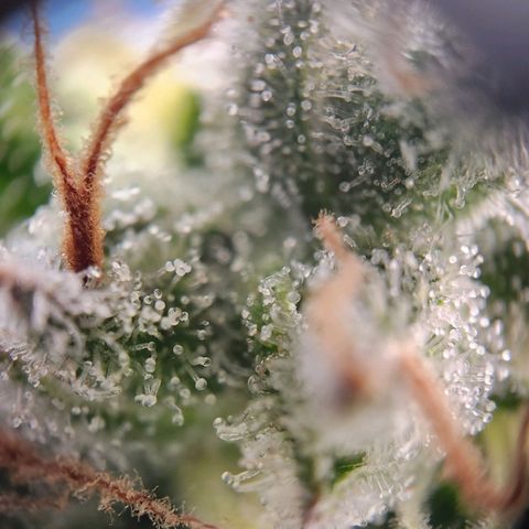 STECKLINGE: Cannalope Haze / Super Lemon Haze / Mr. Good Chem / AK 47 growlog timeline photo