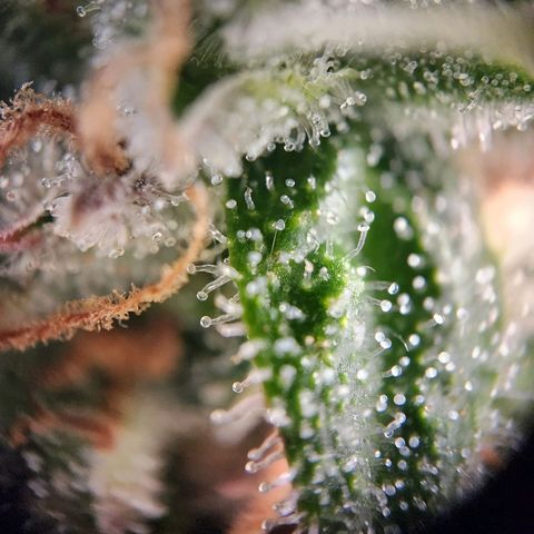 STECKLINGE: Cannalope Haze / Super Lemon Haze / Mr. Good Chem / AK 47 growlog timeline photo