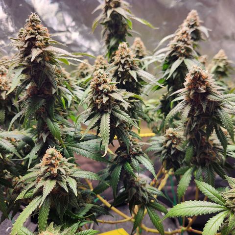 STECKLINGE: Cannalope Haze / Super Lemon Haze / Mr. Good Chem / AK 47 growlog timeline photo