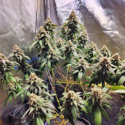 STECKLINGE: Cannalope Haze / Super Lemon Haze / Mr. Good Chem / AK 47 growlog timeline photo