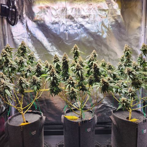 STECKLINGE: Cannalope Haze / Super Lemon Haze / Mr. Good Chem / AK 47 growlog timeline photo