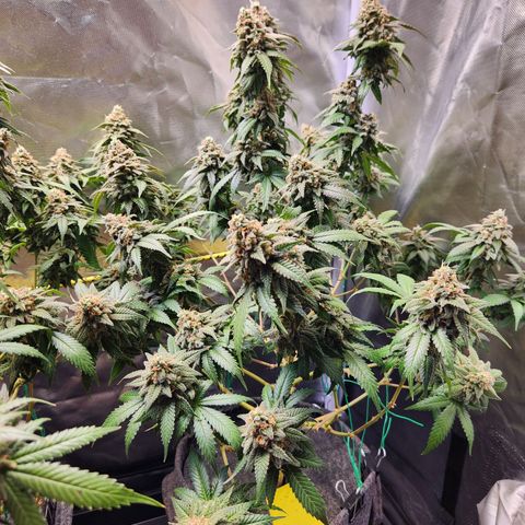 STECKLINGE: Cannalope Haze / Super Lemon Haze / Mr. Good Chem / AK 47 growlog timeline photo