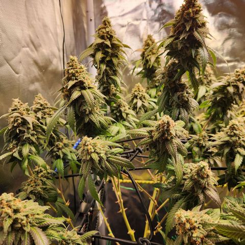 STECKLINGE: Cannalope Haze / Super Lemon Haze / Mr. Good Chem / AK 47 growlog timeline photo