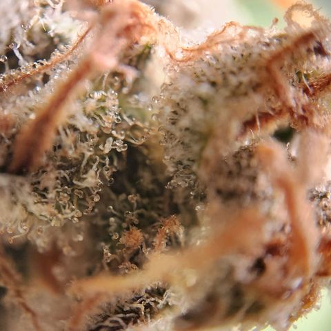 STECKLINGE: Cannalope Haze / Super Lemon Haze / Mr. Good Chem / AK 47 growlog timeline photo