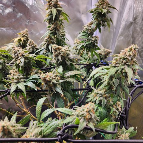 STECKLINGE: Cannalope Haze / Super Lemon Haze / Mr. Good Chem / AK 47 growlog timeline photo