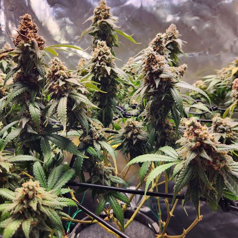 STECKLINGE: Cannalope Haze / Super Lemon Haze / Mr. Good Chem / AK 47 growlog timeline photo