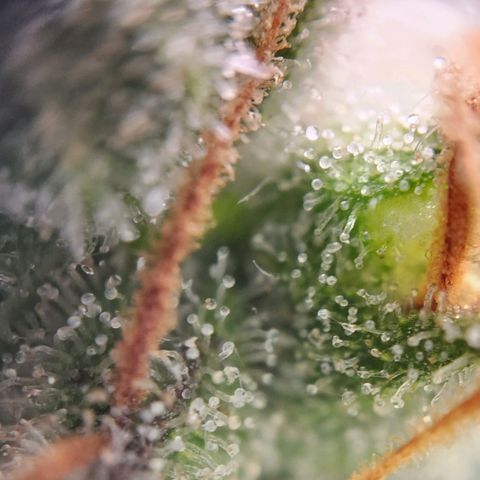 STECKLINGE: Cannalope Haze / Super Lemon Haze / Mr. Good Chem / AK 47 growlog timeline photo