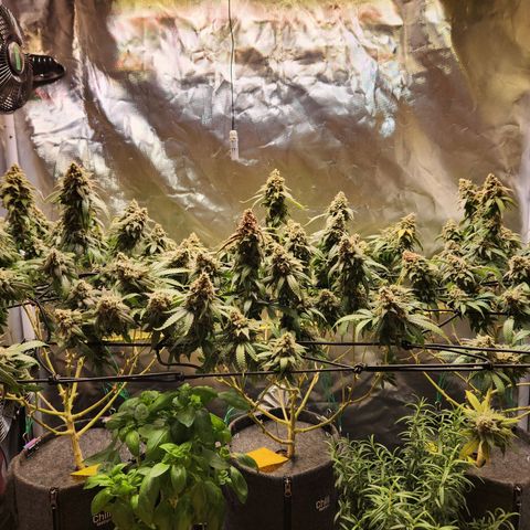 STECKLINGE: Cannalope Haze / Super Lemon Haze / Mr. Good Chem / AK 47 growlog timeline photo