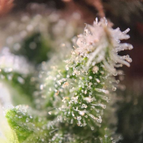 STECKLINGE: Cannalope Haze / Super Lemon Haze / Mr. Good Chem / AK 47 growlog timeline photo