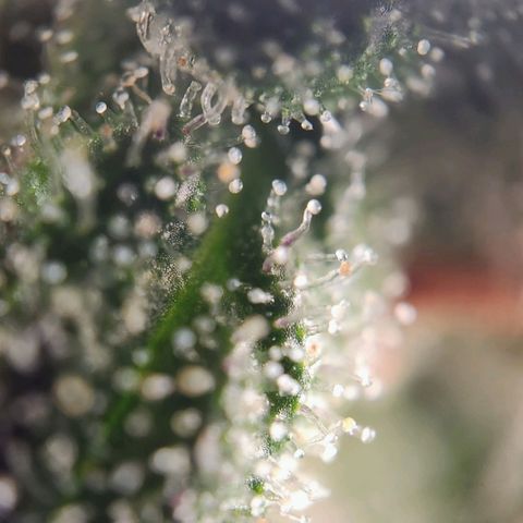 STECKLINGE: Cannalope Haze / Super Lemon Haze / Mr. Good Chem / AK 47 growlog timeline photo