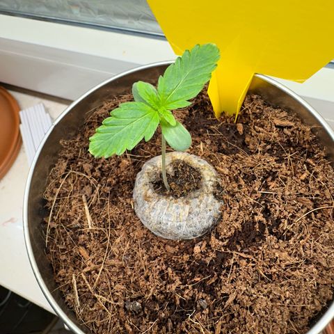 Sir Puff-a-lot growlog timeline photo