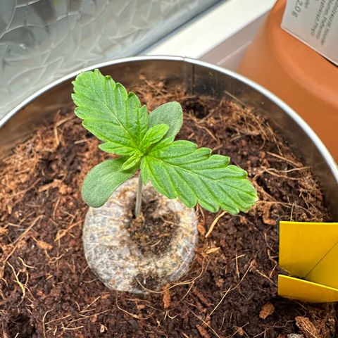 Sir Puff-a-lot growlog timeline photo
