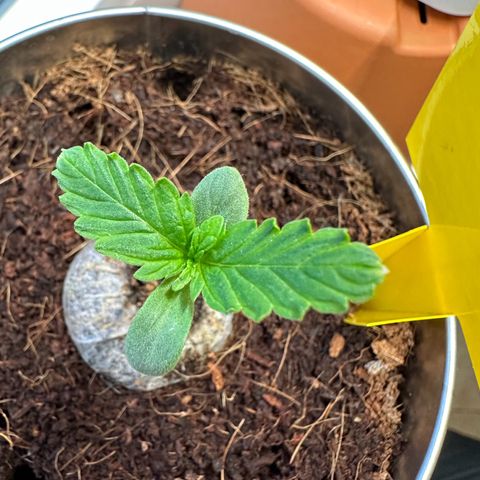 Sir Puff-a-lot growlog timeline photo