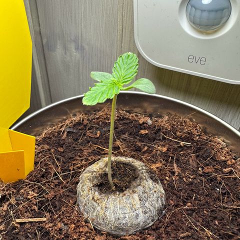 Sir Puff-a-lot growlog timeline photo