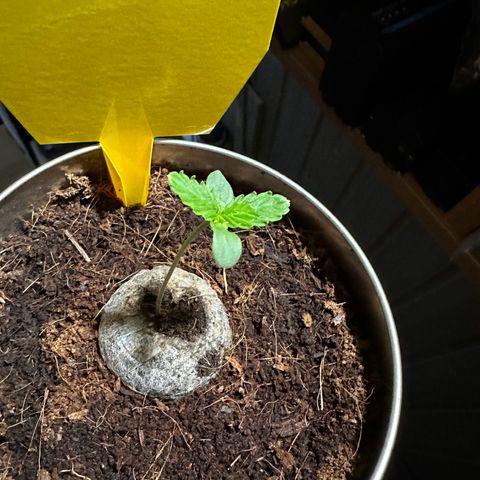 Sir Puff-a-lot growlog timeline photo