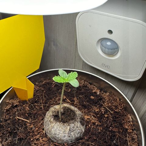 Sir Puff-a-lot growlog timeline photo