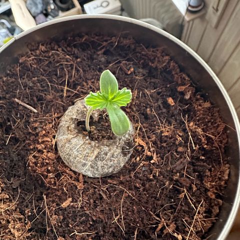 Sir Puff-a-lot growlog timeline photo