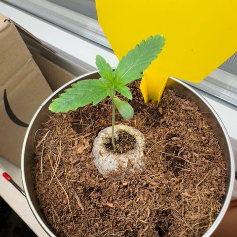 Sir Puff-a-lot growlog timeline photo