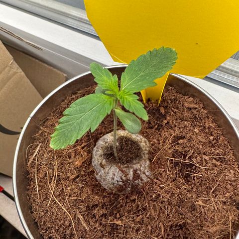Sir Puff-a-lot growlog timeline photo