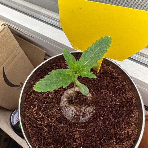 Sir Puff-a-lot growlog timeline photo