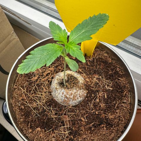 Sir Puff-a-lot growlog photo: Morgens 