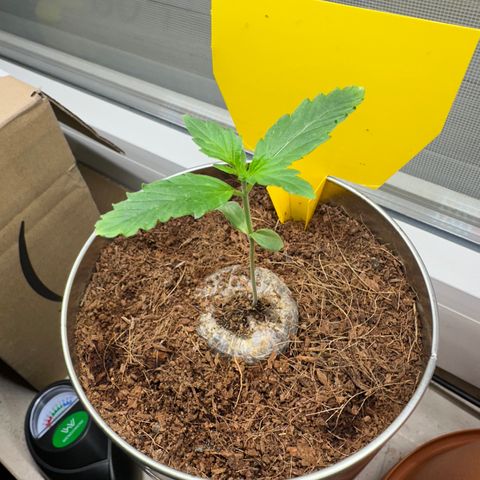 Sir Puff-a-lot growlog timeline photo