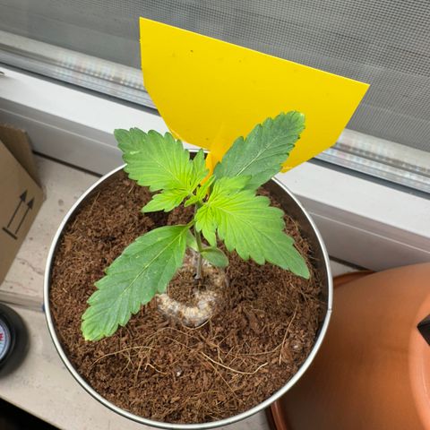 Sir Puff-a-lot growlog photo: Morgens 