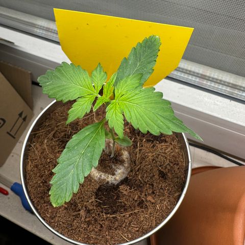 Sir Puff-a-lot growlog timeline photo