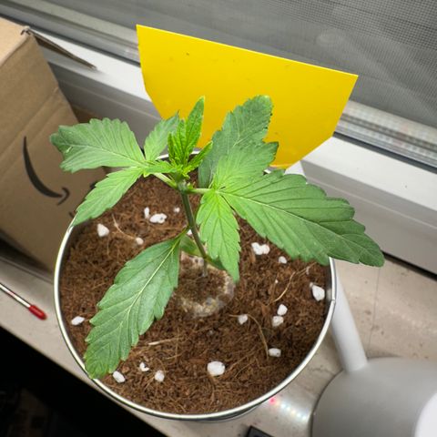 Sir Puff-a-lot growlog timeline photo