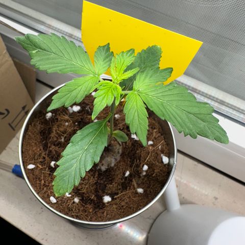 Sir Puff-a-lot growlog timeline photo