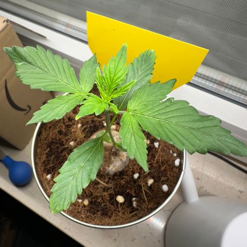 Sir Puff-a-lot growlog timeline photo