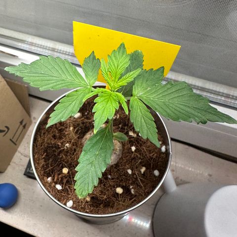 Sir Puff-a-lot growlog photo: Morgens
