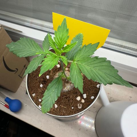 Sir Puff-a-lot growlog timeline photo
