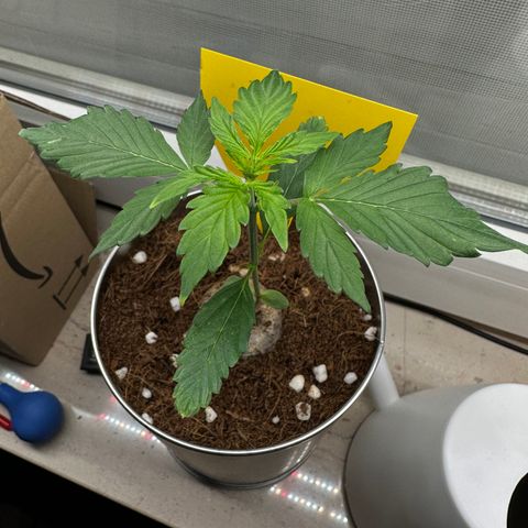 Sir Puff-a-lot growlog photo: Morgens 