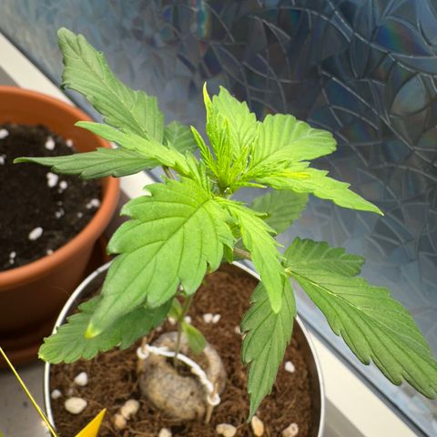 Sir Puff-a-lot growlog timeline photo