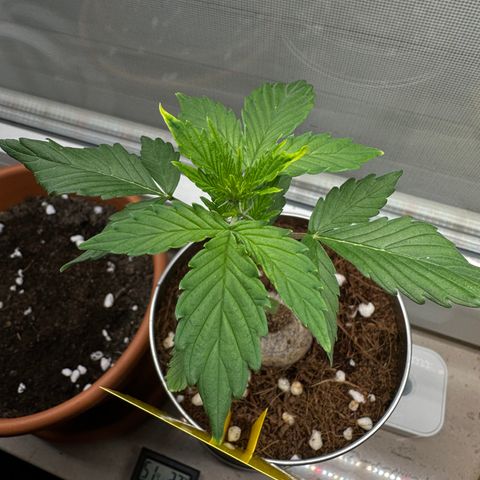 Sir Puff-a-lot growlog photo: Lichtbrand
