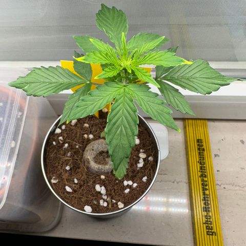 Sir Puff-a-lot growlog timeline photo