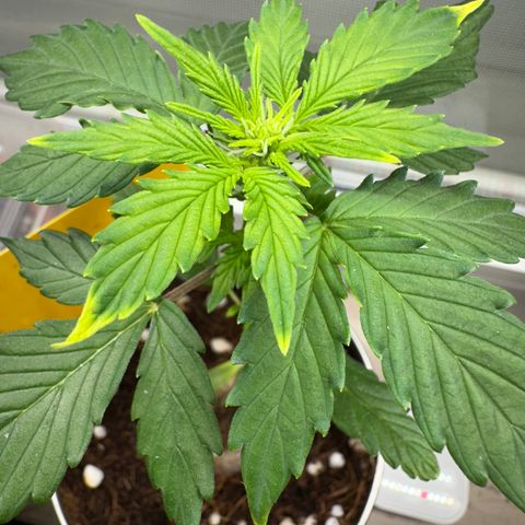 Sir Puff-a-lot growlog timeline photo