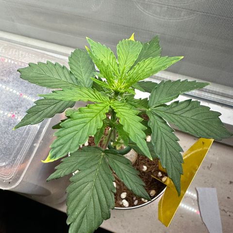 Sir Puff-a-lot growlog timeline photo