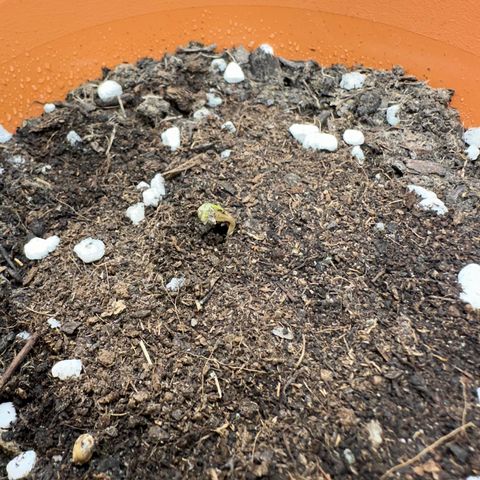 Hajo Donovan Benvenuto growlog timeline photo