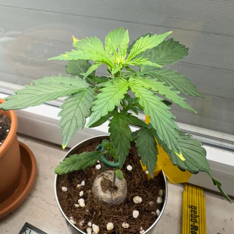 Sir Puff-a-lot growlog timeline photo