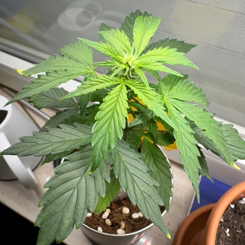 Sir Puff-a-lot growlog timeline photo