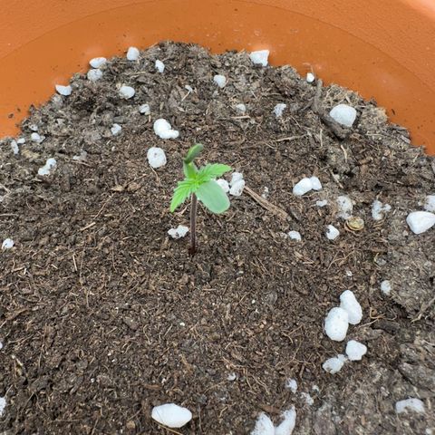 Hajo Donovan Benvenuto growlog timeline photo