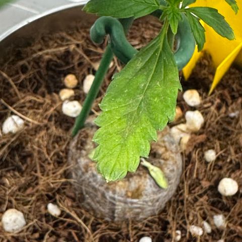 Sir Puff-a-lot growlog photo: Untere Blätter werden gelb