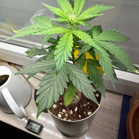 Sir Puff-a-lot growlog photo: Untere Blätter werden gelb